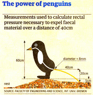 a114_penguin.jpg