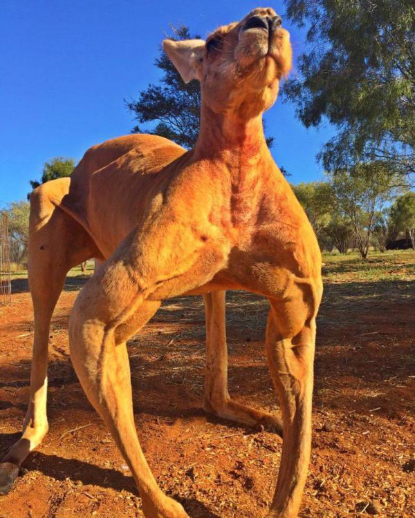 Kangaroo Jacked.jpg